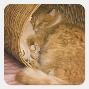 Orangene getigerte Katze schläft in Wäschekorb Quadratischer Aufkleber