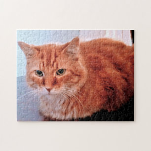 Orangene getigerte Katzenfoto Familienhaustier