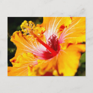 Orangene Hibiskusblume Seitenansicht Postkarte
