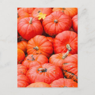 Orangene Kürbisse auf dem Markt, Deutschland Postkarte