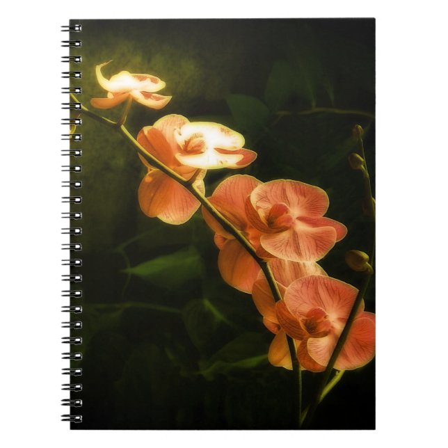 Orangene Orchidee Notizblock (Vorderseite)
