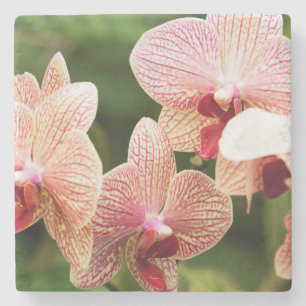 Orangene Orchideen-Hybride, Südafrika Steinuntersetzer