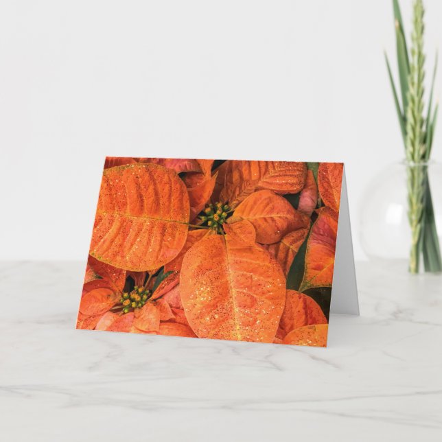 Orangene Poinsettie Karte (Vorderseite)