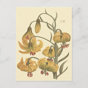 Orangene Pompon-Lilie Botanische Illustration Postkarte