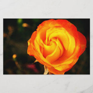 Orangene Rose Briefpapier