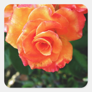 Orangene Rose Quadratischer Aufkleber