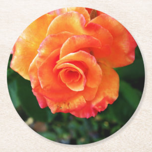 Orangene Rosenblüte Runder Pappuntersetzer