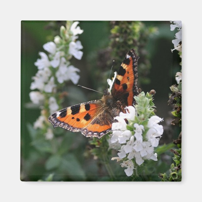Orangene Schmetterlinge und weiße Blüten Magnet (Vorne)