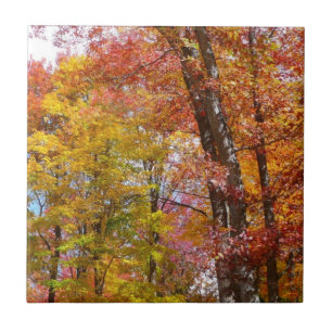 Orangene und gelbe Herbstbäume Herbstfotografie Fliese