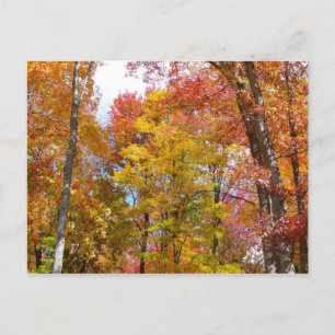 Orangene und gelbe Herbstbäume - Herbstfotografie Postkarte