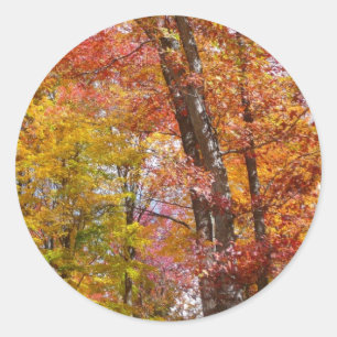 Orangene und gelbe Herbstbäume Herbstfotografie Runder Aufkleber