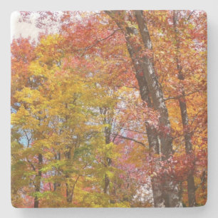 Orangene und gelbe Herbstbäume - Herbstfotografie Steinuntersetzer