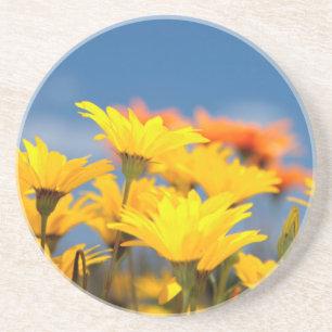 Orangene und gelbe Namaqualand Gänseblümchen Getränkeuntersetzer