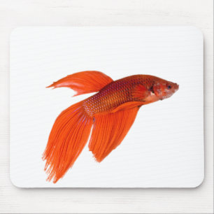 Orangener japanischer Kampf gegen den siamesischen Mousepad