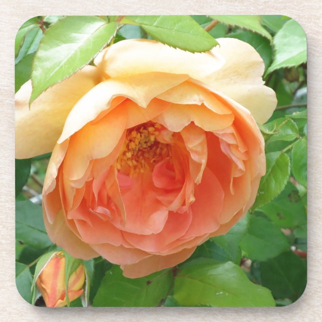 Orangenfarbene Blush-Rose Untersetzer (Vorderseite)