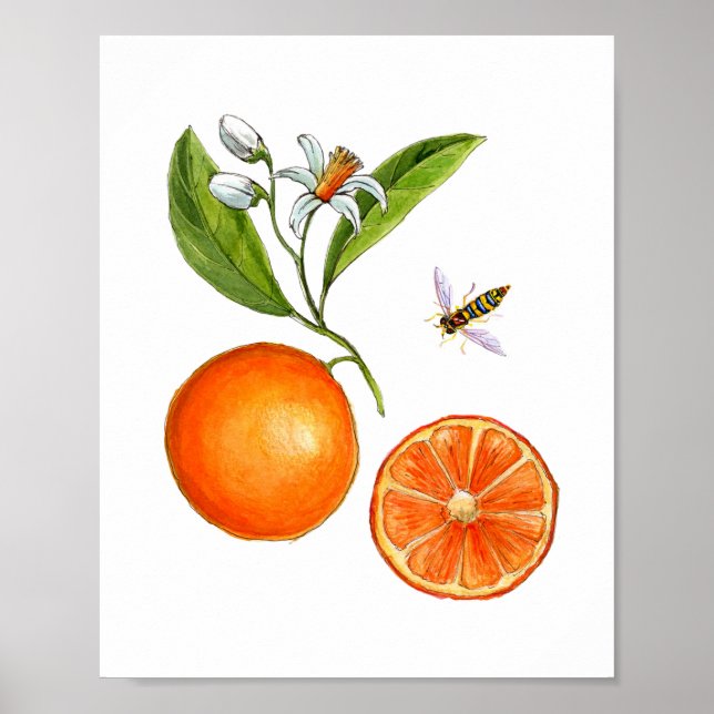 Orangenfrucht-Botanisches Poster (Vorne)