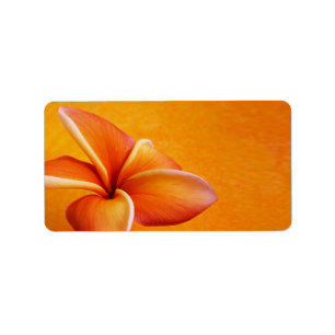 Orangengelbe Plumeria Blume Orange Hintergrund Adressaufkleber