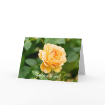 Orangengelbe Rose