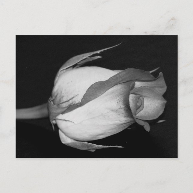 Orangengelbe Rose Postkarte (Vorderseite)