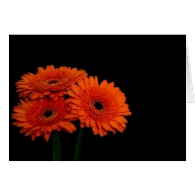 Orangengerberas2 (Vorderseite (Horizontal))