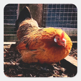 Orangenhahn Quadratischer Aufkleber