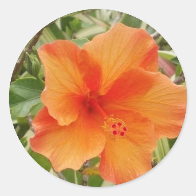 Orangenhawaii-Hibiskus-Pflanze Runder Aufkleber (Vorderseite)