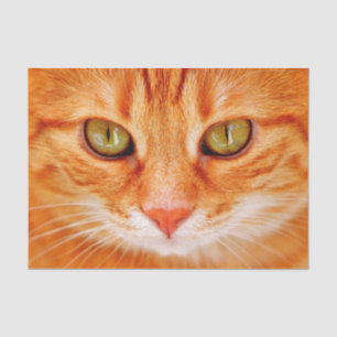 Orangenkatzenpapier Seidenpapier