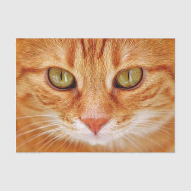 Orangenkatzenpapier Seidenpapier (Vorderseite)