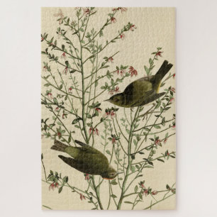 Orangenkrönter Warbler, Audubons Vögel von Amerika