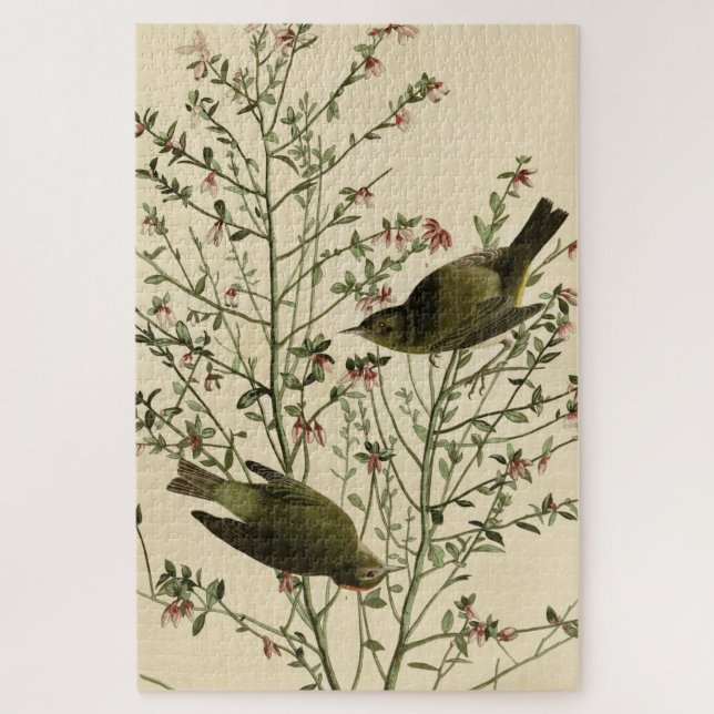 Orangenkrönter Warbler, Audubons Vögel von Amerika (Vertikal)