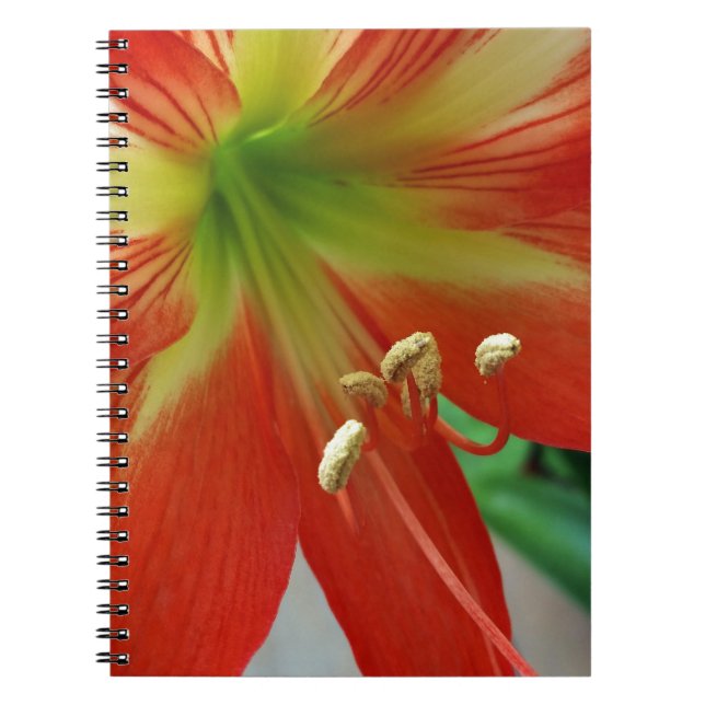 Orangenlilie Notizblock (Vorderseite)