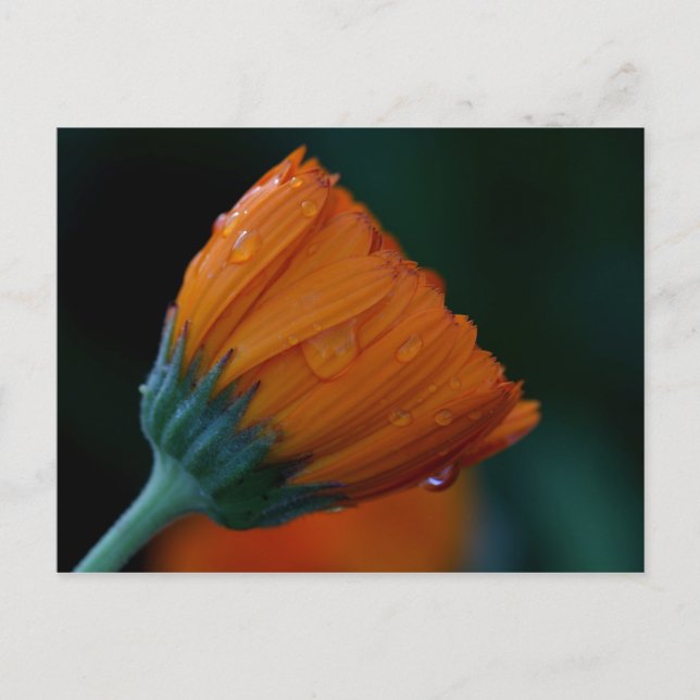 Orangenmuschel Postkarte (Vorderseite)
