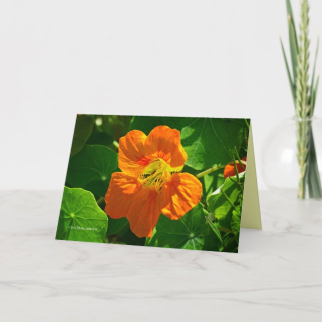 Orangennasturtium Karte (Vorderseite)