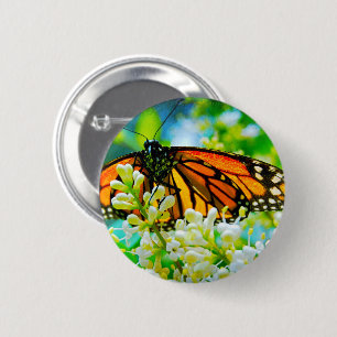 Orangenschmetterling Foto modern und fett Button