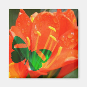 Orangenschmetterling Magnet