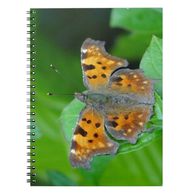 Orangenschmetterling Notizblock (Vorderseite)