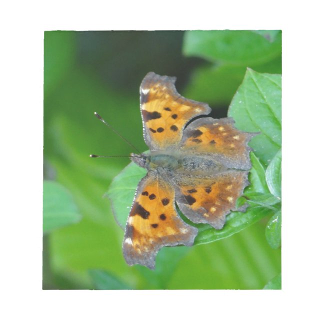 Orangenschmetterling Notizblock (Vorderseite)