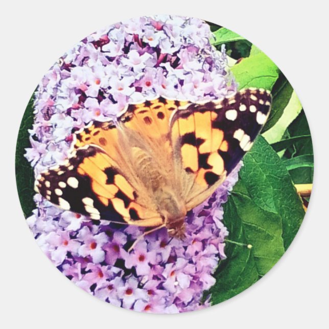 Orangenschmetterling Runder Aufkleber (Vorderseite)