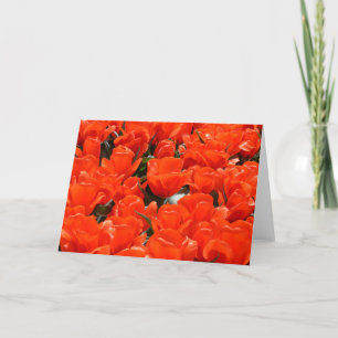 Orangentulpen Feiertagskarte