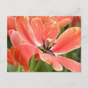 Orangentulpen in blühender Postkarte