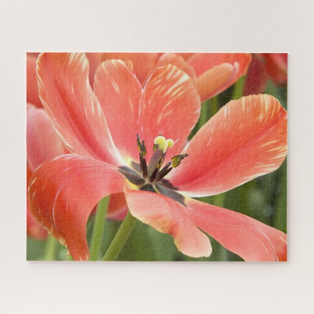 Orangentulpen in Blüte (Horizontal)