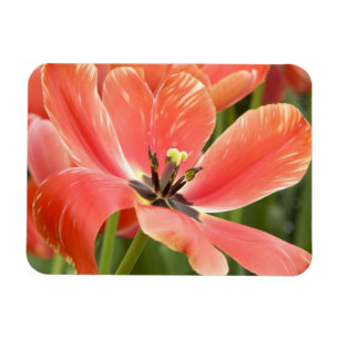 Orangentulpen in Blüte Magnet