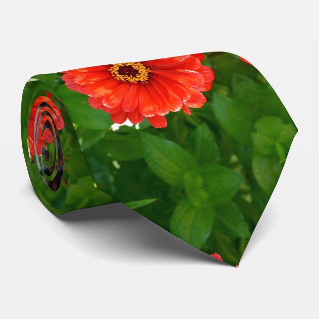 Orangenzinnie, orangefarbene Blume, rote Blume Krawatte (Gerollt)