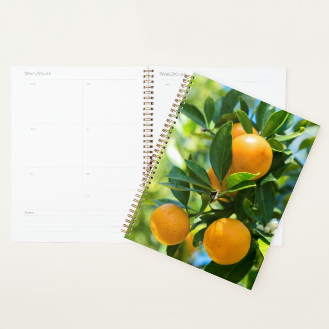 Oranger en fruits (Devant avec enveloppe)
