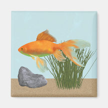 Oranger Goldfisch Natur Aquarium