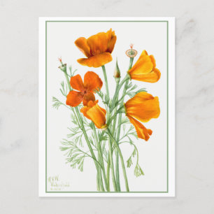 Oranger kalifornischer Mohn/Mohne Vintage Postkarte