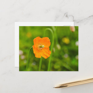 Oranger Klatschmohn auf grünem Sommerfoto Postkarte