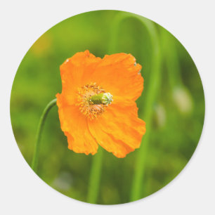 Oranger Klatschmohn Naturfoto auf Grün Runder Aufkleber