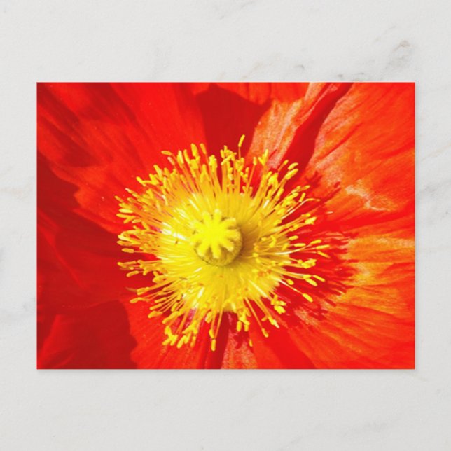 Oranger Klatschmohn Postkarte (Vorderseite)