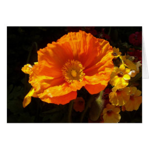 Oranger Mohn